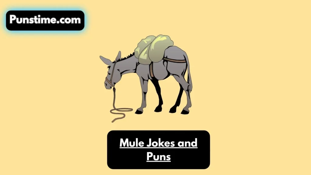 Silly & Sassy Mule