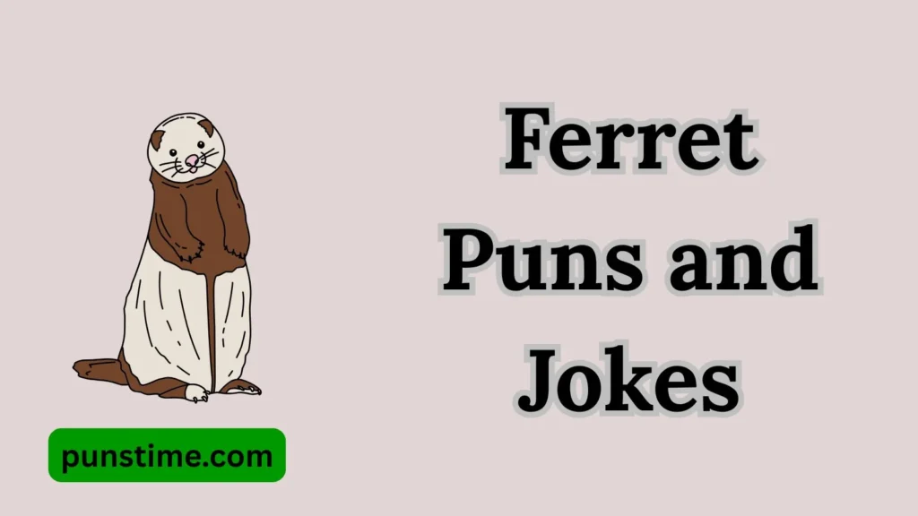 Best Social Media Ferret